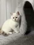Pui British Shorthair