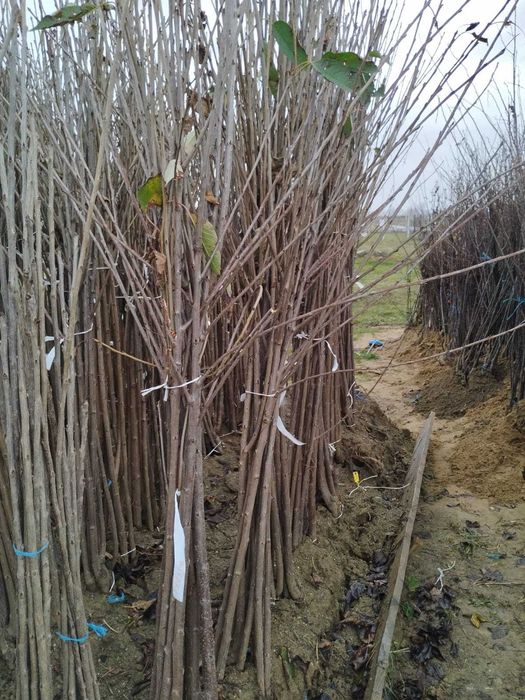 Plante de rodie de vânzare - Bucură-te de fructe proaspete!