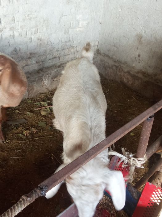 Echki sotiladi kelishilgan arzon narxlarda