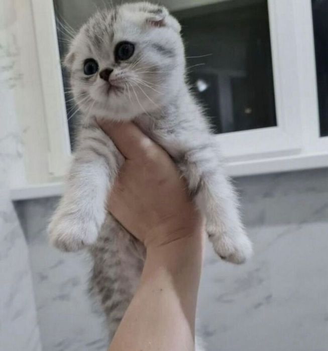 Шотландские котятки в наличии