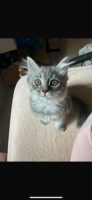 Котенека в хорошие руки