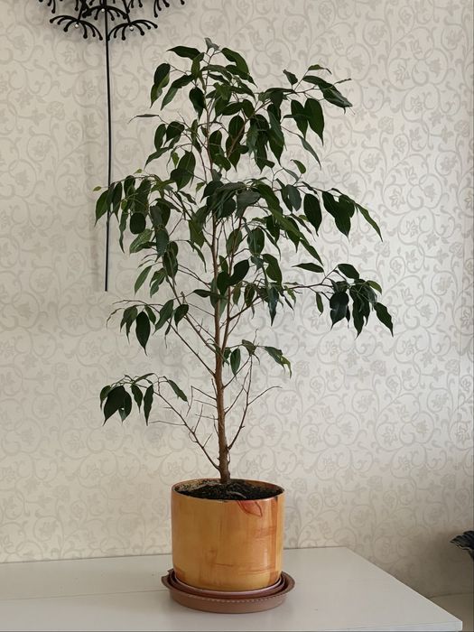 Комнатный фикус высота 80 см