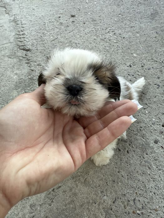 Vand mascul Shih Tzu