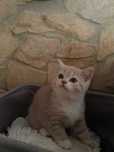 Puiut British Shorthair femela