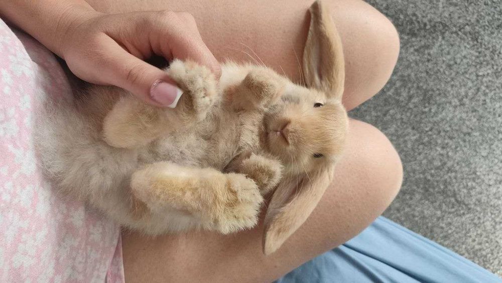 Продам кролика породистый