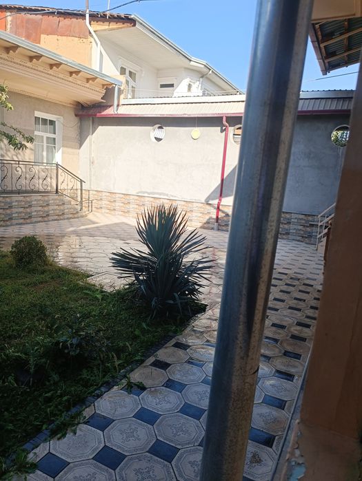 Юкка усимлиги сотилади