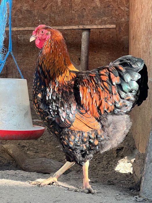 Cocoși wyandotte Gsg