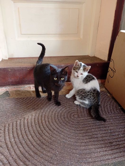 Pisicuțe spre adoptie