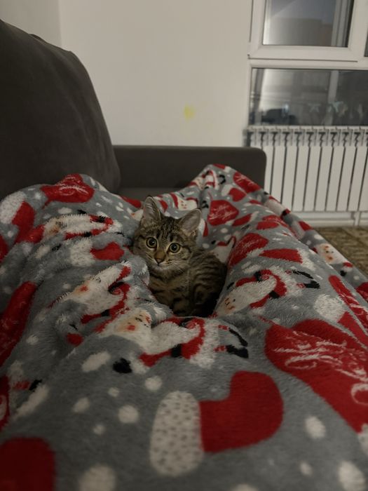 Котенок ищет дом