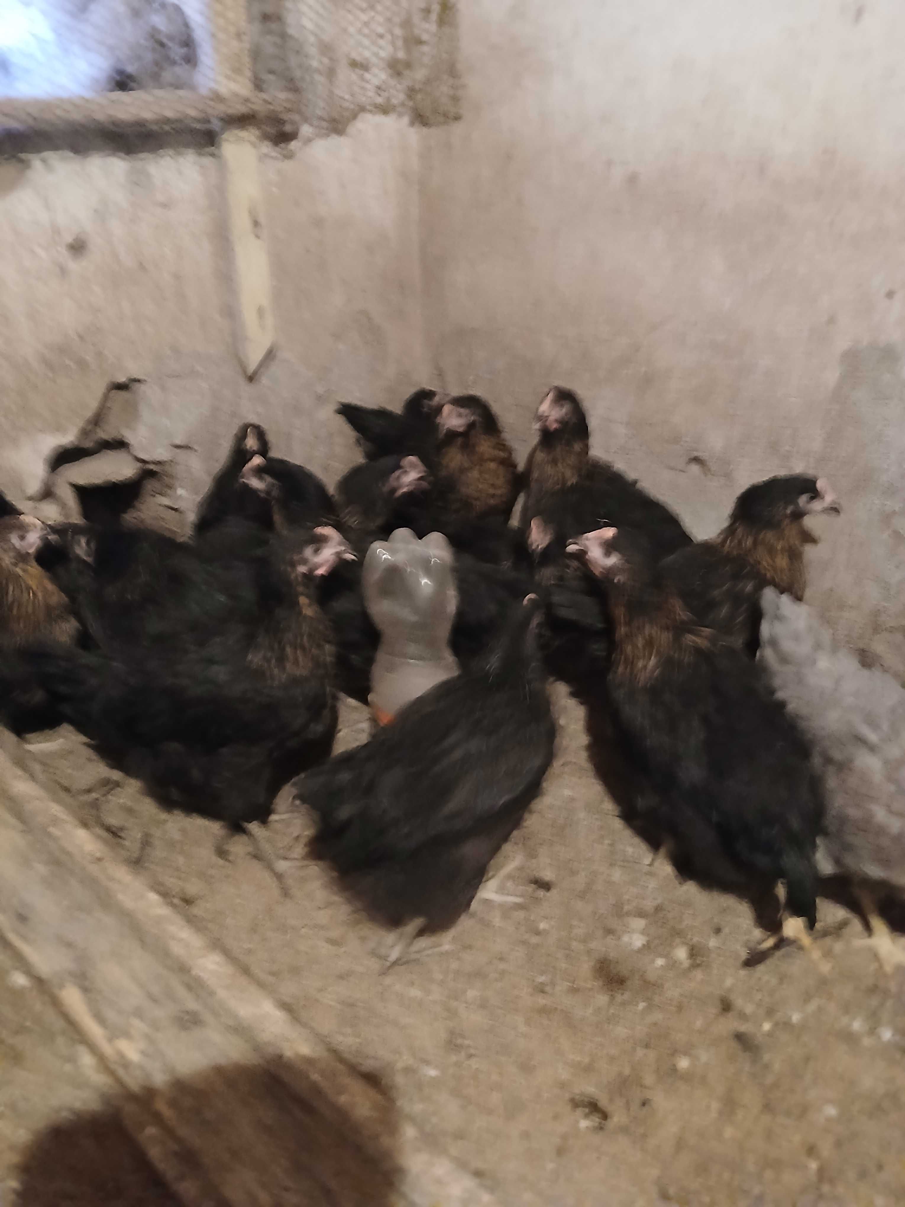 Продавам женски пилета на 3 месеца  супер харко