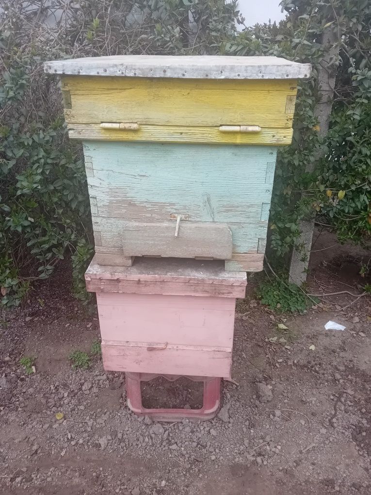 Două cutii  pentru albine