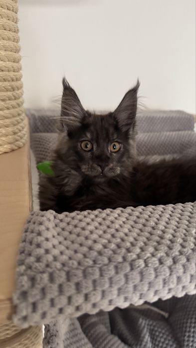 Femela black smoke Maine Coon