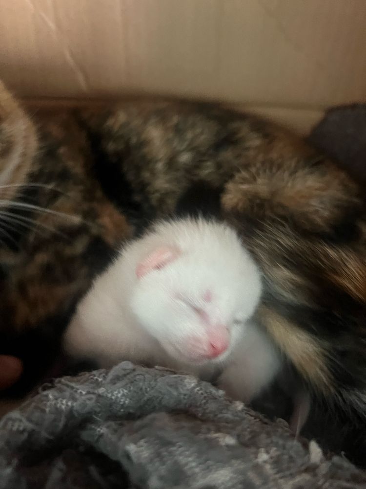 Отдам котят два белых