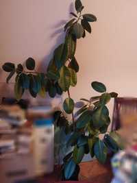 Ficus cca 2m, bogat, sanatos, pret vanzare urgenta