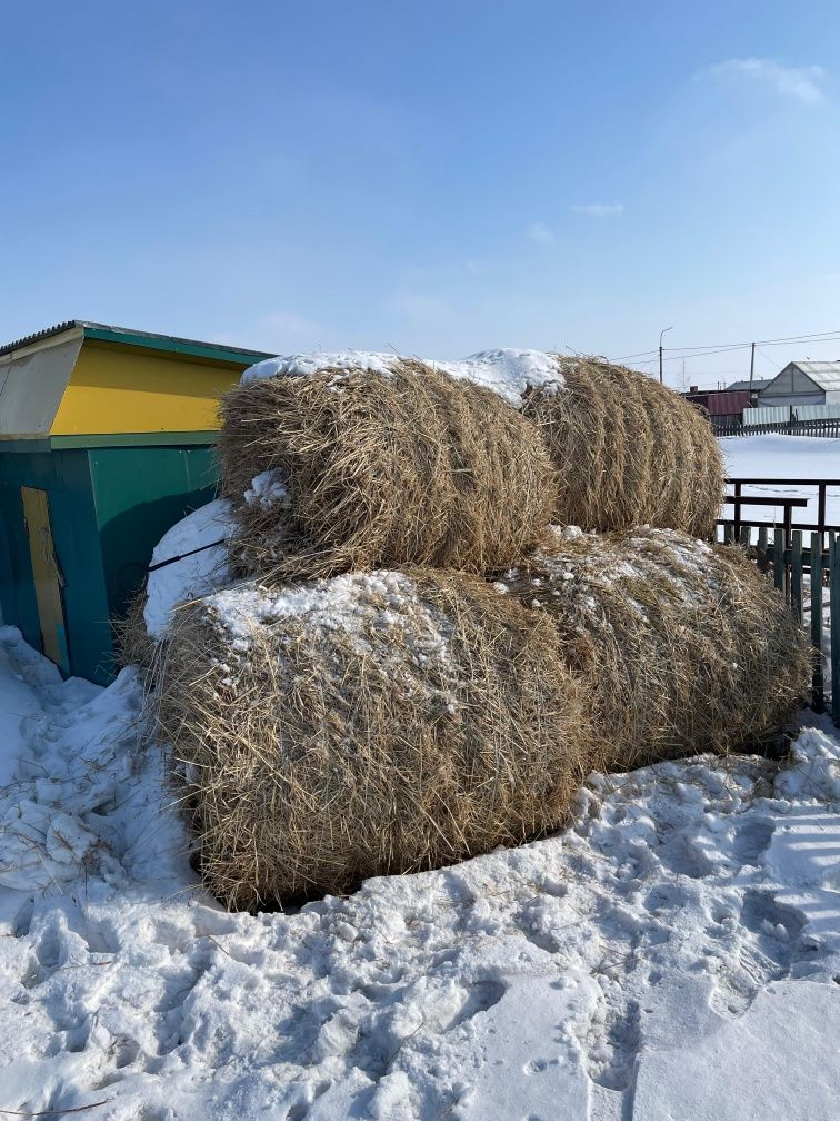 Продам  сено. Суданка