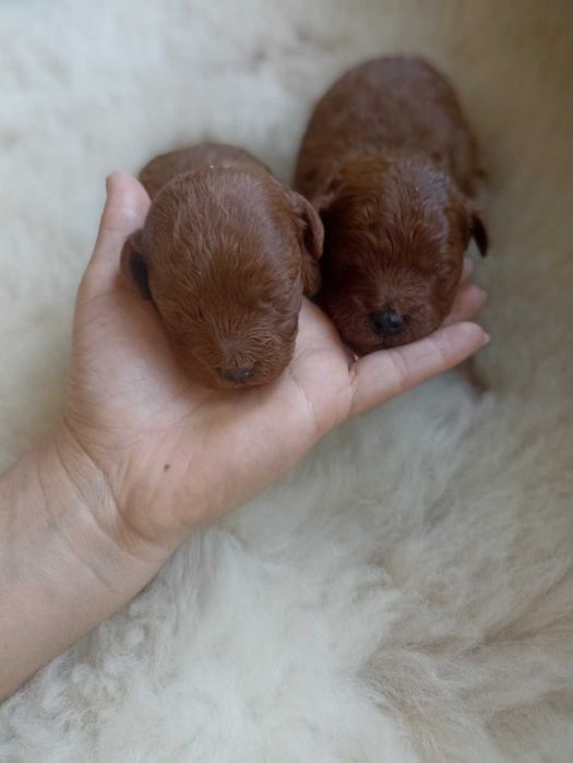 Пудел Той.                    .