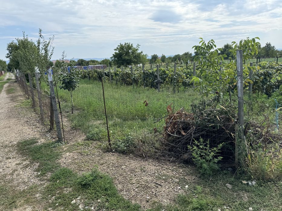 Teren IntraVilan Pretabil Pentru Casa Strada Musatini Aroneanu Iasi
