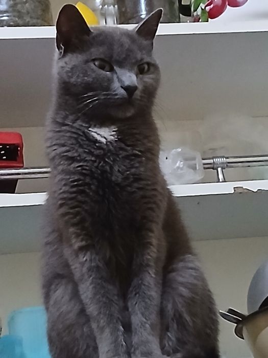 Пышык катты акыллы