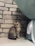 шотландская вислоухая котенок