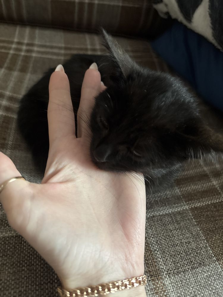 Котёнок девочка бесплатно
