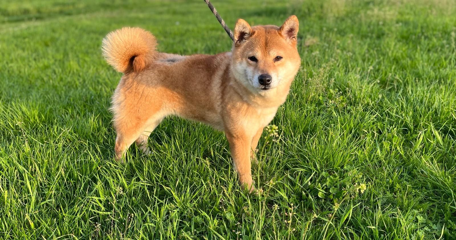 Shiba Inu cu pedigree