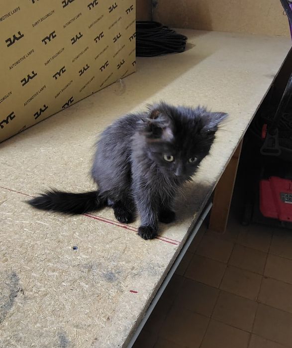 Donez pisici ,adoptie .