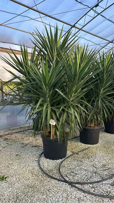 Plante ornamentale