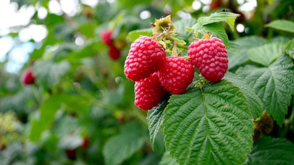 ВЕЛИКОЛЕПЕН Био Разсад Целогодишни Ягоди и Малини