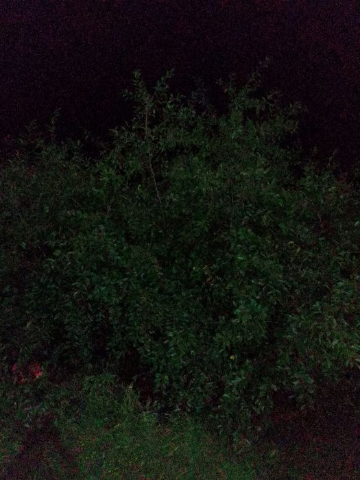 Саженцы с огорода