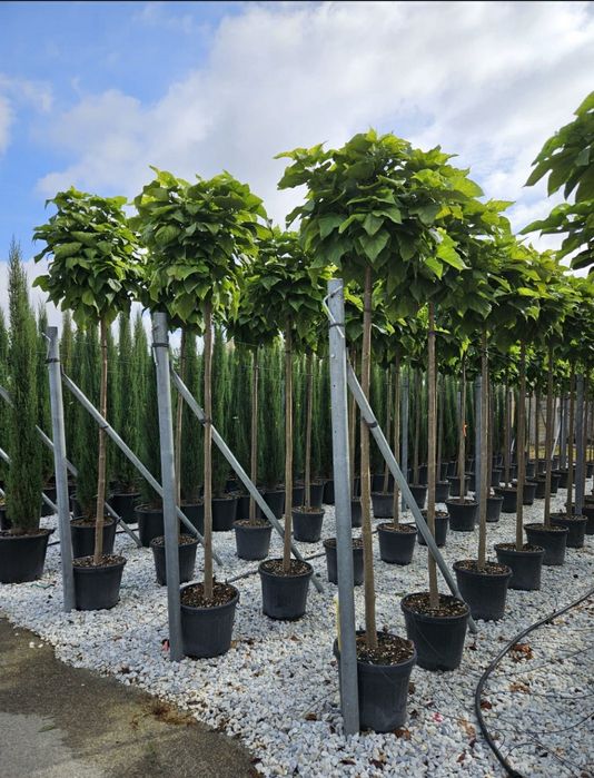 Catalpa inaltime 2m 2.50m