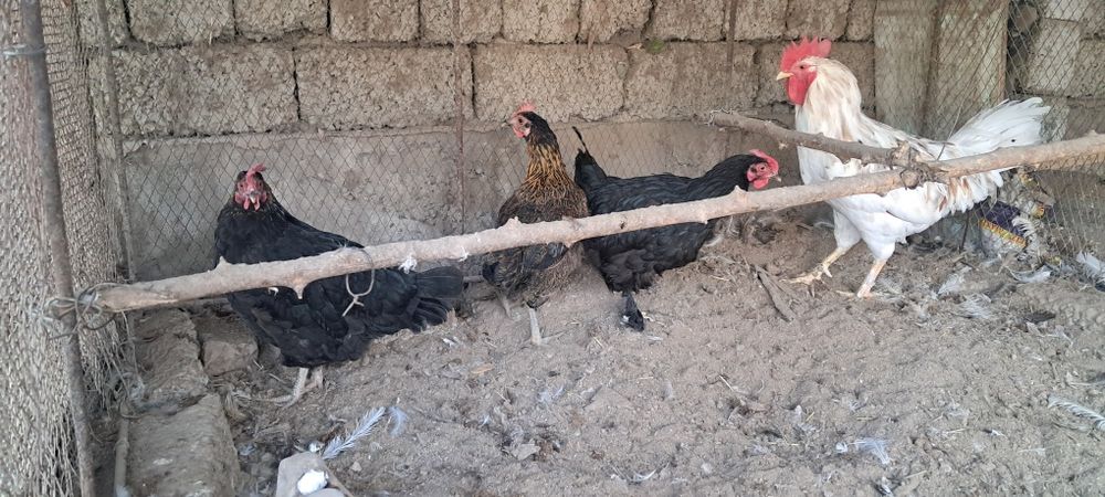 Курица петух  дом