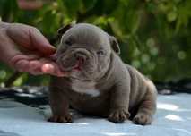 Mascul American Bully