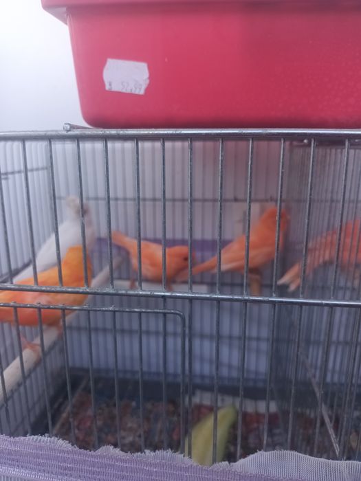 Pui canari  diferite culori