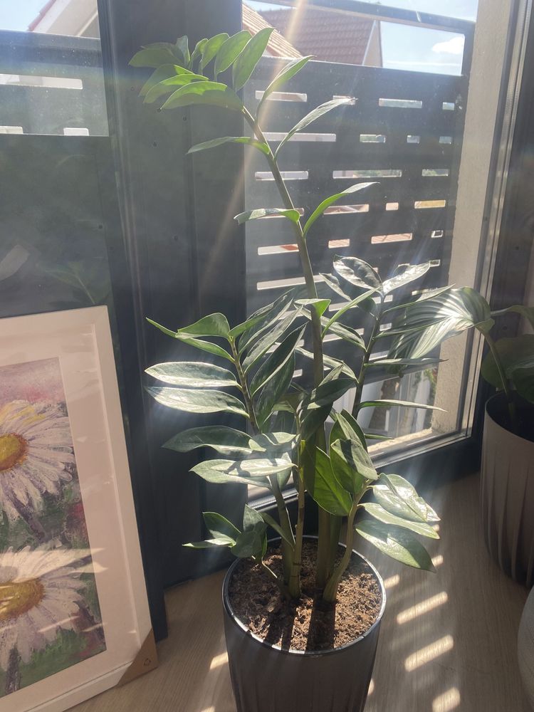 Plante de interior