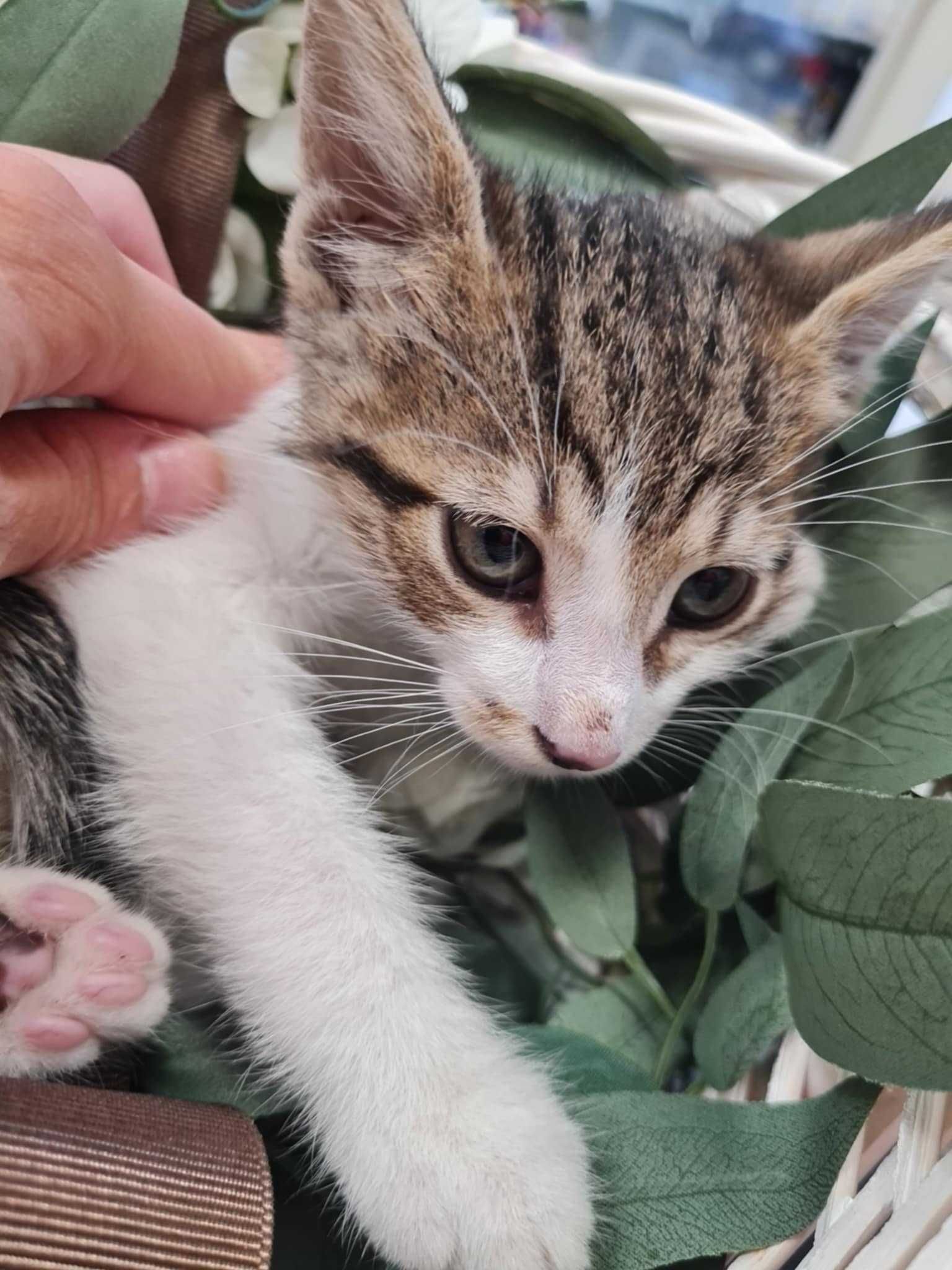 Мъжко коте си търси дом
