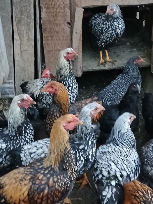 Găini de rasa de vanzare