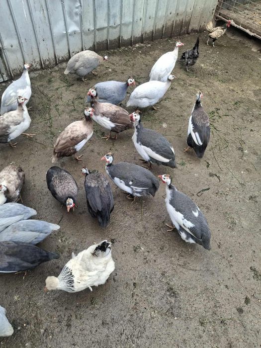 Vand picheri colorate