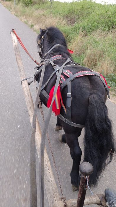 Ponei armasar de vanzare