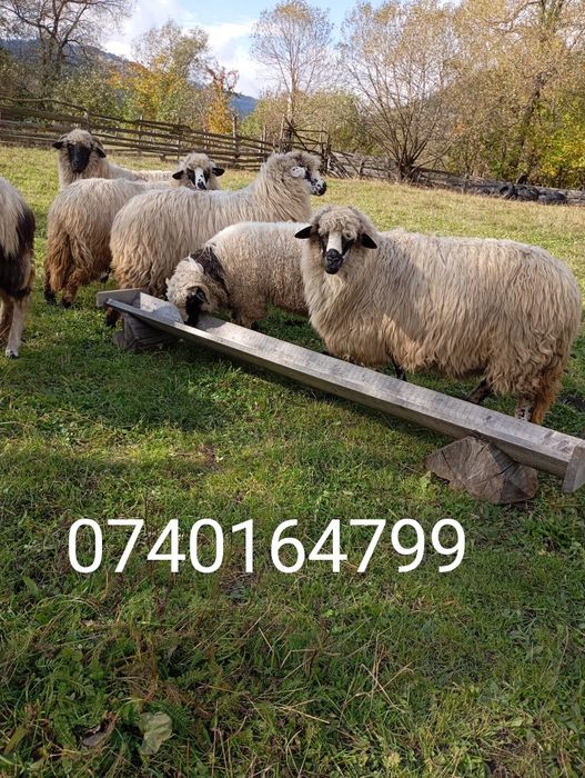 1 Berbec,5 oi și 1 miel.