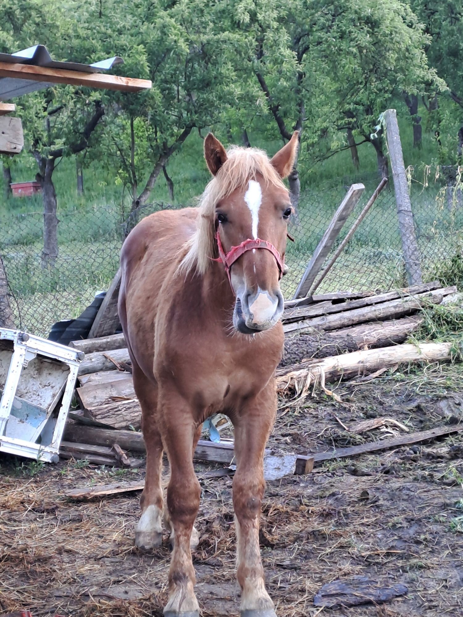 Vind iapă și mînz