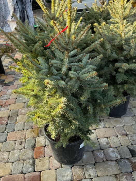 Елка в горшке с доставкой