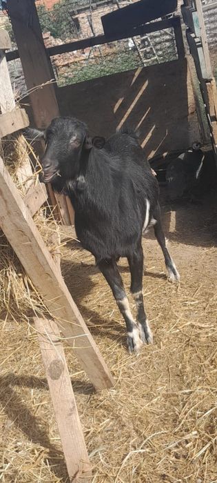 Capre și iede vând