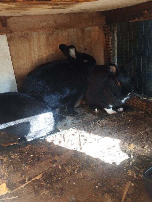 Quyonlar sotiladi urgʻochi tayyor 150 ming dan semiz chiroyli