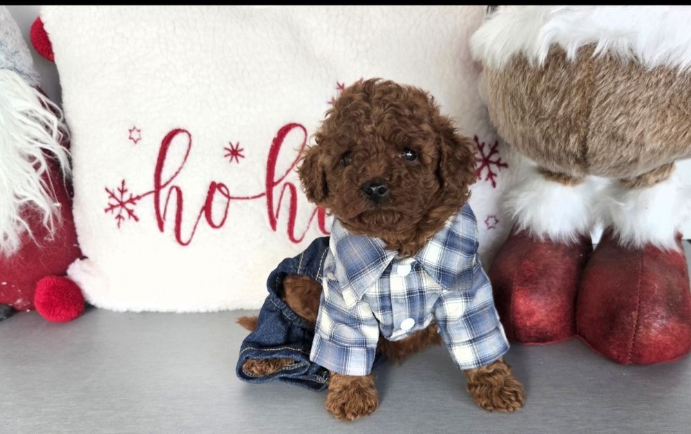 Пудел той Poodle toy / пудел тийкъп с родословие