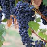 VAND struguri Merlot