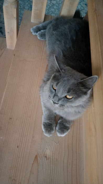 Сотилади жуда акилли ва Тоза мушук