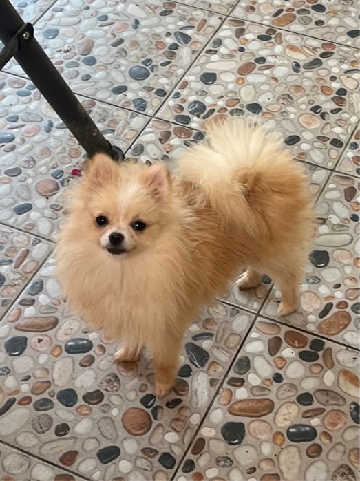 Femela Pomeranian crem/roșcat cu PEDIGREE