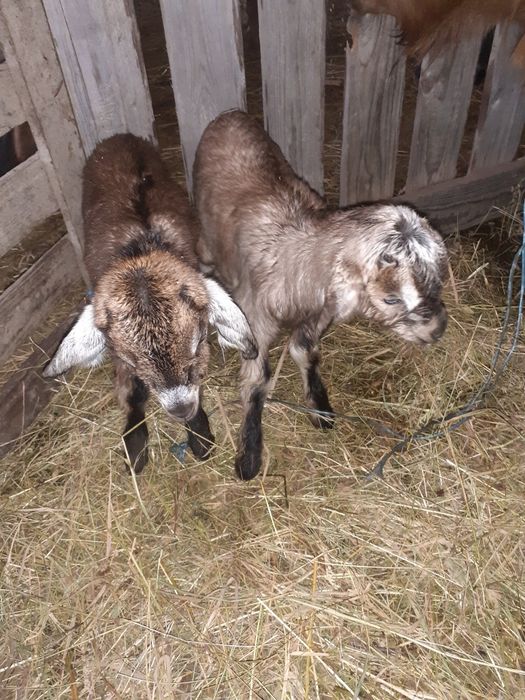 Vand, schimb tap anglonubian metis