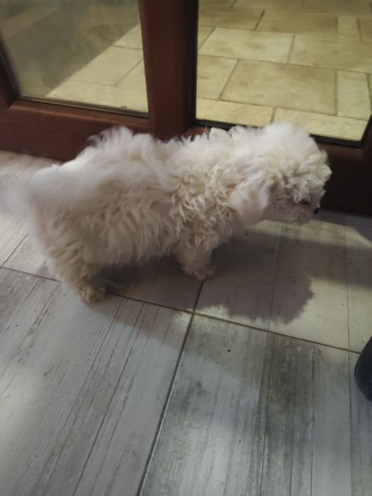 Bichon maltez buzau