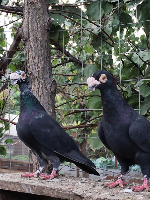Porumbei voiajori stil vechi , straseri ,  turturele razatoare